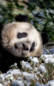 Превью обои панда, животное, трава, снег