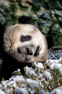 Превью обои панда, животное, трава, снег