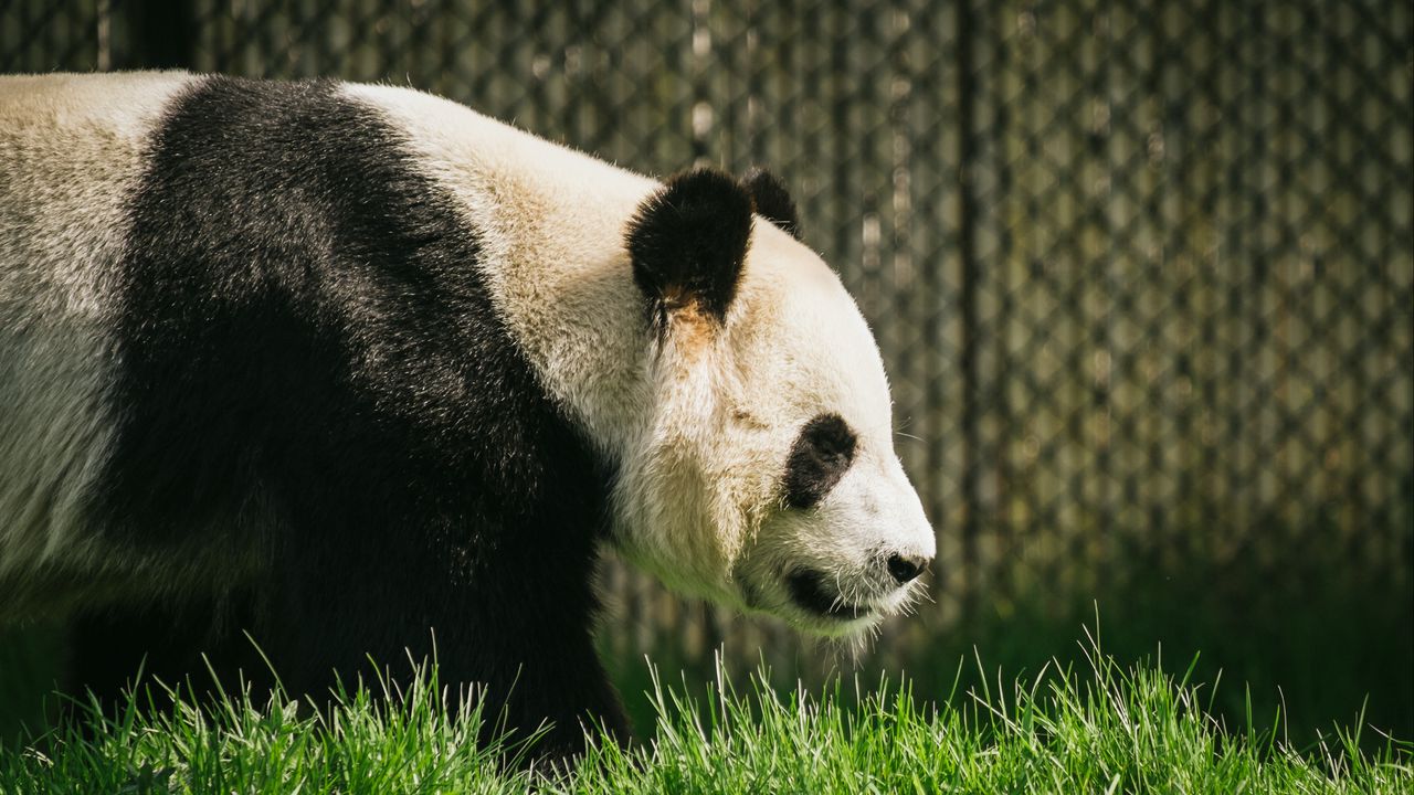 Обои панда, животное, трава