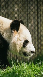 Превью обои панда, животное, трава