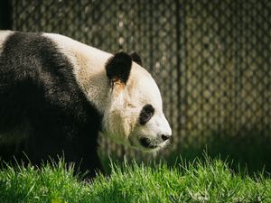 Превью обои панда, животное, трава