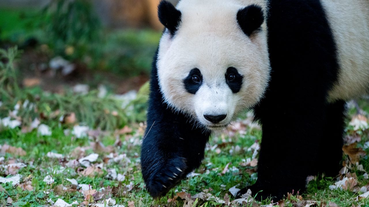 Обои панда, животное, трава, листья, осень