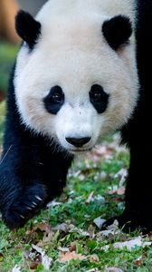 Превью обои панда, животное, трава, листья, осень