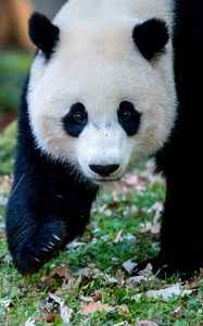 Превью обои панда, животное, трава, листья, осень