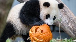 Превью обои панда, животное, тыква, хеллоуин
