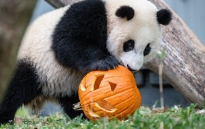 Превью обои панда, животное, тыква, хеллоуин