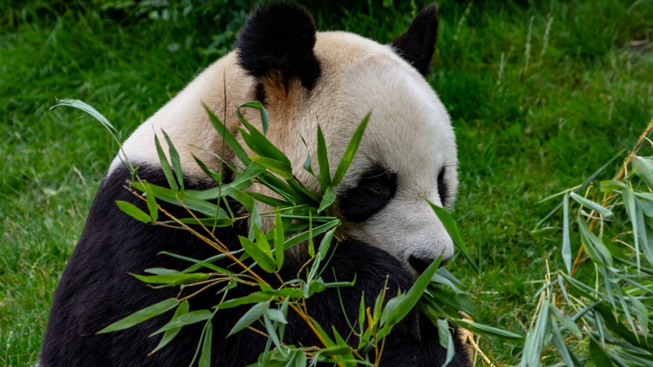 Обои панда, животное, ветки, листья, бамбук
