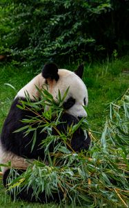 Превью обои панда, животное, ветки, листья, бамбук