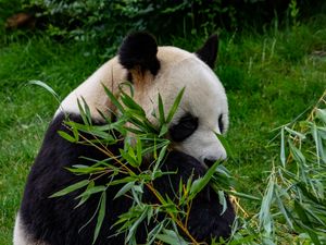 Превью обои панда, животное, ветки, листья, бамбук