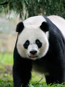 Превью обои панда, животное, взгляд, пушистый