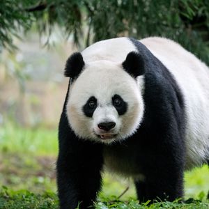 Превью обои панда, животное, взгляд, пушистый