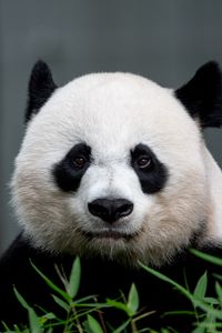 Превью обои панда, животное, взгляд