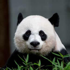 Превью обои панда, животное, взгляд