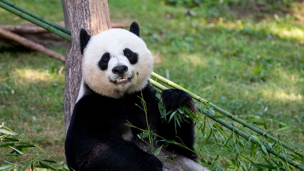 Обои панда, животное, взгляд, бамбук, забавный