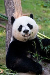 Превью обои панда, животное, взгляд, бамбук, забавный