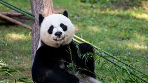 Превью обои панда, животное, взгляд, бамбук, забавный