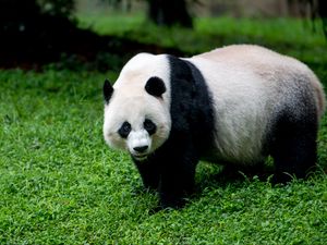 Превью обои панда, животное, взгляд, трава