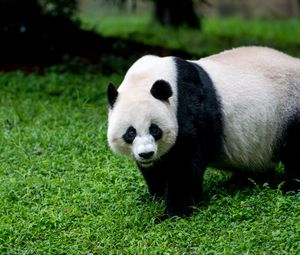 Превью обои панда, животное, взгляд, трава