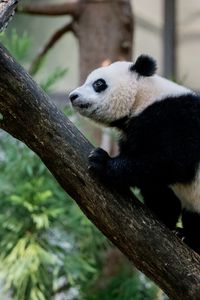 Превью обои панда, животное, взгляд, деревья