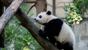 Превью обои панда, животное, взгляд, деревья
