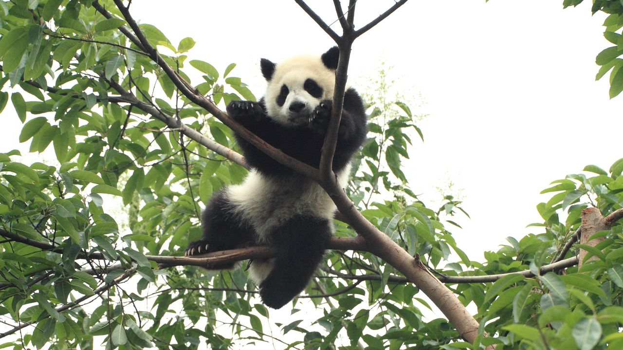 Обои панда, животное, забавный, дерево