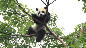 Превью обои панда, животное, забавный, дерево