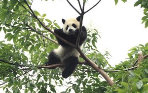 Превью обои панда, животное, забавный, дерево