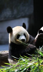 Превью обои панда, животные, бамбук, листья, милый