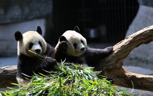 Превью обои панда, животные, бамбук, листья, милый