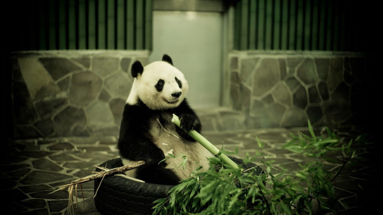 Обои панда, зоопарк, бамбук