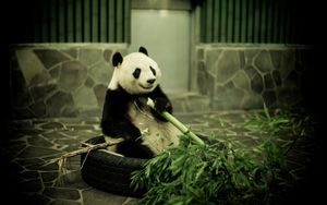 Превью обои панда, зоопарк, бамбук