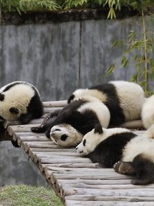 Превью обои панды, множество, лежать, сон, природа