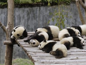 Превью обои панды, множество, лежать, сон, природа