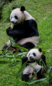 Превью обои панды, животные, детеныш, семья, листья