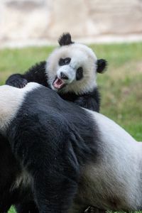Превью обои панды, животные, взгляд, пушистый, детеныш