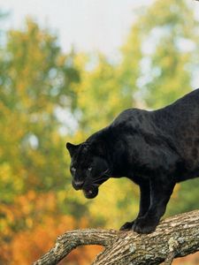 Превью обои пантера, бревно, деревья, большая кошка, хищник