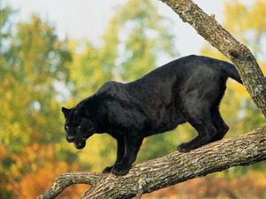 Превью обои пантера, бревно, деревья, большая кошка, хищник