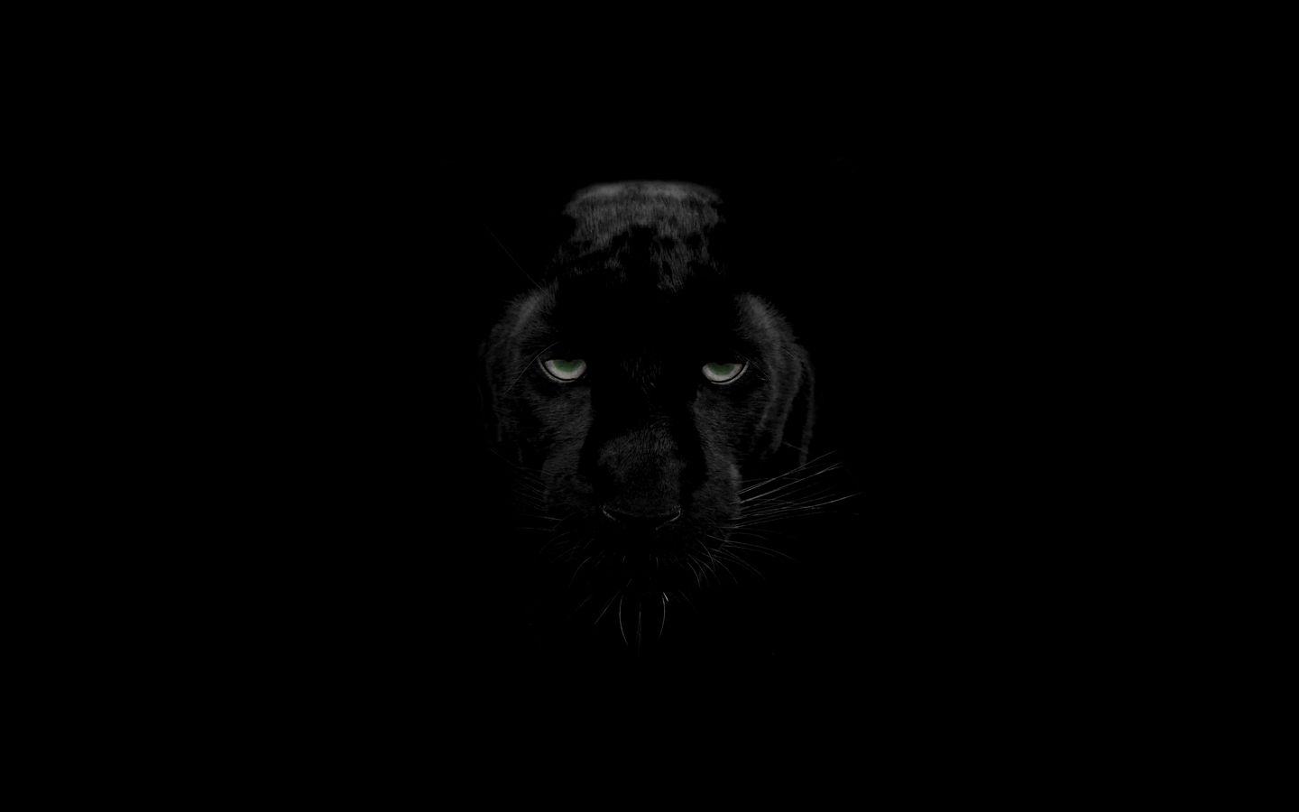 1440x900 Обои пантера, хищник, большая кошка, дикая природа, взгляд