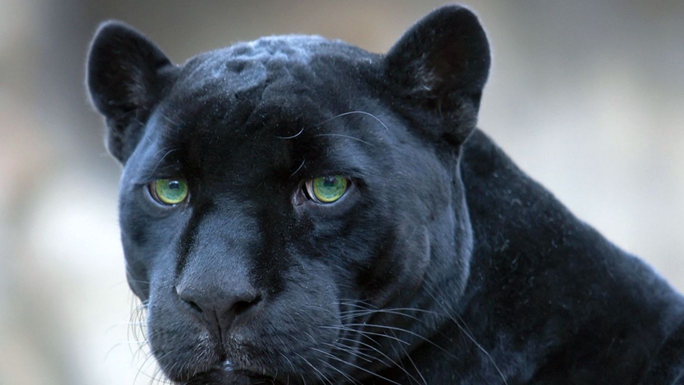 Черная большая кошка