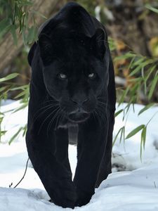 Panther silhouette: изображения без лицензионных платежей