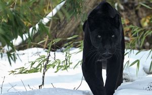 Превью обои пантера, прогулка, снег, зима, хищник, большая кошка