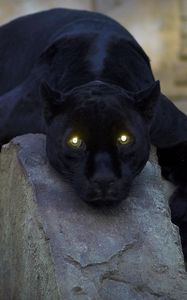 Превью обои пантера, темный, большая кошка, хищник, лежать, лапы, опасный