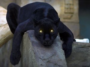 Превью обои пантера, темный, большая кошка, хищник, лежать, лапы, опасный