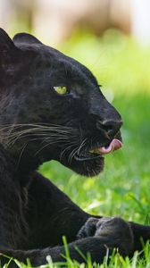 Превью обои пантера, животное, большая кошка, высунутый язык, черный