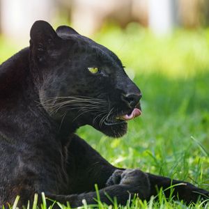 Превью обои пантера, животное, большая кошка, высунутый язык, черный