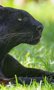 Превью обои пантера, животное, хищник, большая кошка, черный, трава