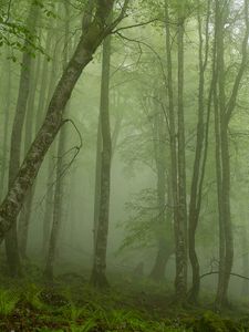 Превью обои папоротник, лес, мгла, стволы