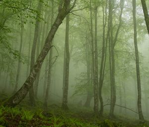 Превью обои папоротник, лес, мгла, стволы