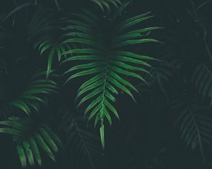 Превью обои папоротник, лист, растение, темнота