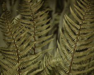 Превью обои папоротник, листья, кусты, макро